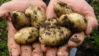 посадка картоплі, кращі сорти картоплі