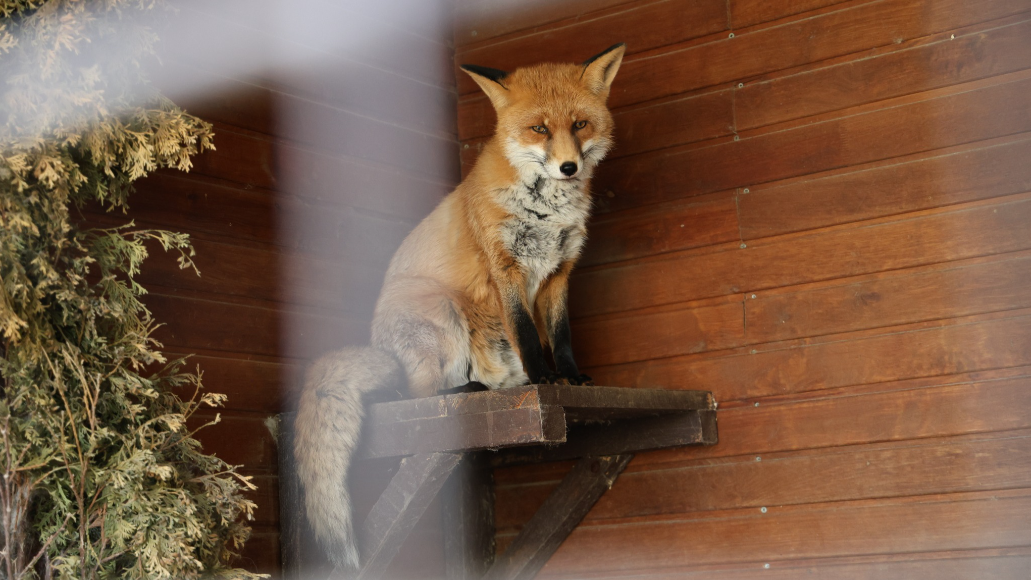 Лисиці в Луцьку: чи варто панікувати, якщо побачили тварину в місті