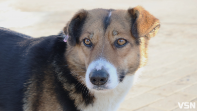 У Луцьку на людей нападають зграї собак: що відомо