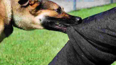 На Волині судили власника собаки, який вкусив людину