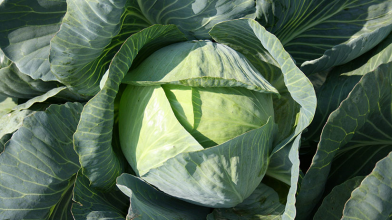найкращі сорти капусти