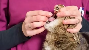 Як дати котові таблетку