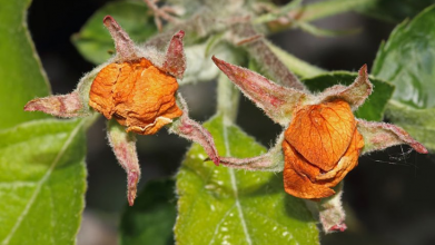 Невидимий шкідник, що «краде» врожай: як яблуневий квіткоїд нищить сади ще до цвітіння