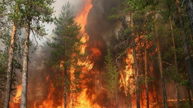 На Херсонщині горять ліси - під загрозою населені пункти