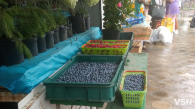 Скільки коштують абрикоси, лохина та огірки з помідорами на ринку в місті на Волині: огляд цін