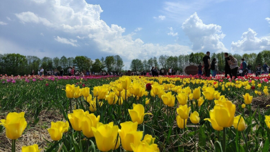 Фестиваль тюльпанів, Волинська Голландія