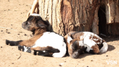 Догляд за козами навесні: поради волинського господаря з 25-річним досвідом