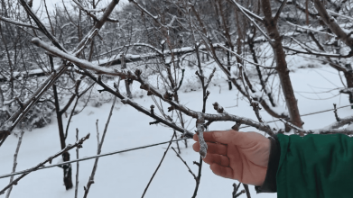 відновлення саду після морозів