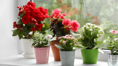 Яке добриво дати квітам у горщиках для пишного та тривалого цвітіння