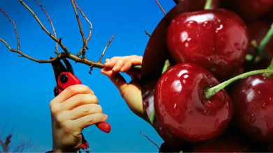 Осіння обрізка вишні: коли варто, а коли небезпечно для дерева