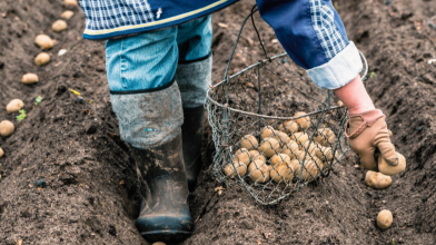 Коли садити картоплю після Великодня: найкращі дати за місячним календарем