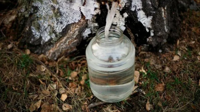 На Волині стартував сезон замовлень на березовий сік: скільки коштує напій?