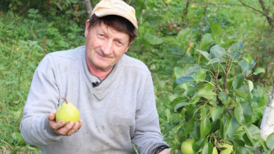 Яблучний рай на Поліссі: секрети успіху волинського садівника