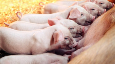 Як виростити здорову свиню: поради господині з Волині