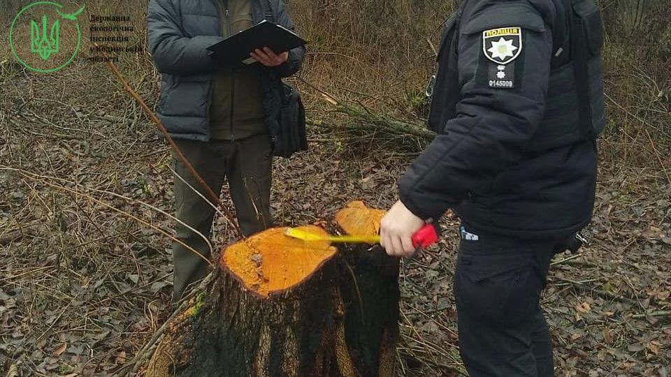 У громаді на Волині виявили масштабну незаконну порубку дерев