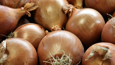 Найкращі сорти озимої цибулі: отримаєте величезні головки