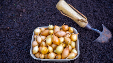 У які числа листопада 2025 садити цибулю: до свята Іоанна Золотоустого чи після