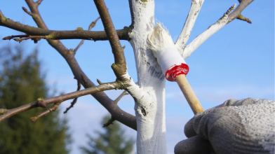 побілка дерев у березні