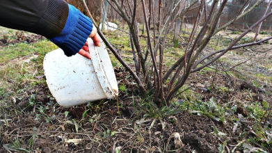 Чим підживити смородину навесні, щоб ягоди були великі та солодкі