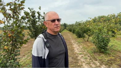 Привіз 40 кущів із Польщі, а тепер має понад 500: як волинянин вирощує фундук