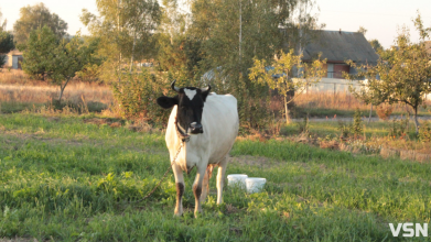 Весна — випробування для худоби: як волинські фермери готують корів до сезону