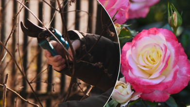 Що зробити з трояндами у квітні, щоб вони пишно цвіли