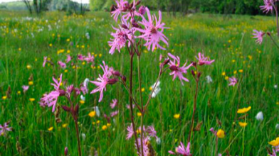 які ростуть без догляду у тіні