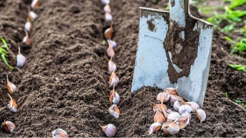Цих помилок припускаються усі: після чого не можна садити часник на зиму