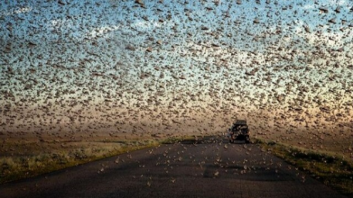 В Івано-Франківській області нашестя комах блокує рух трасою. Відео