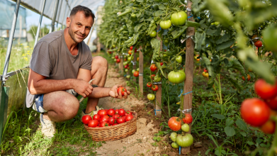 Люди самі збирають томати: біля Луцька просто з поля продають помідори