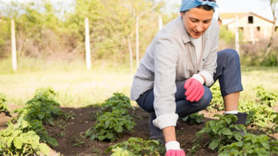 Ніколи не садіть це біля картоплі: втратите весь урожай