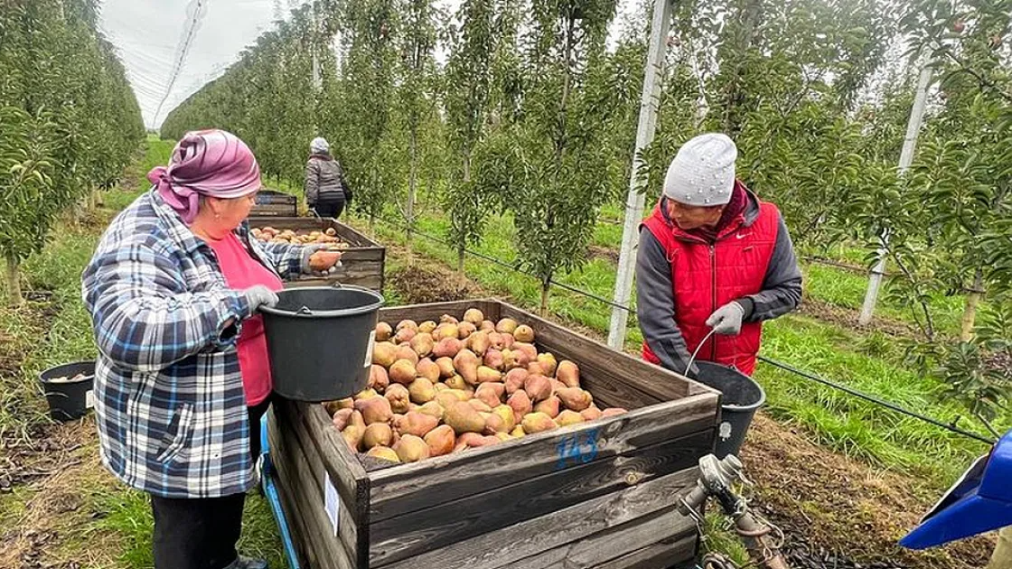 Українська груша цього року стане дефіцитним товаром: морози знищили врожай