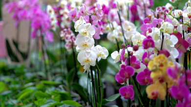 чому орхідея не цвіте