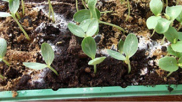 Пліснява на ґрунті в розсаді — чому вона зʼявляється і що робити?