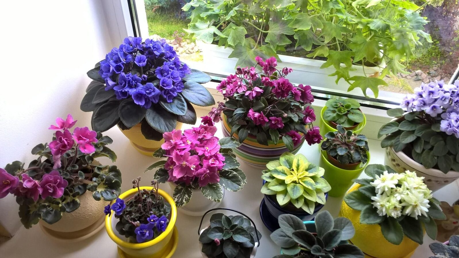 Випускають бутон за бутоном: чи підживити фіалки для рясного цвітіння