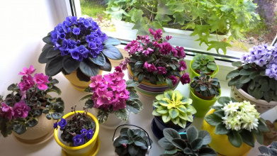 Фіалки не цвітуть: копійчані засоби змусять вазон знову вкритись квітами