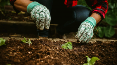 Лише ці 3 дні під абсолютною забороною: коли та що садити у березні