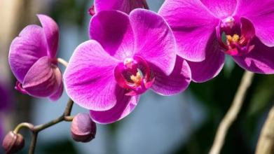 Як змусити орхідею цвісти місяцями: прості правила догляду, які працюють