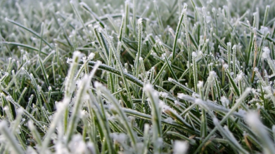 весняні заморозки, підживлення, город