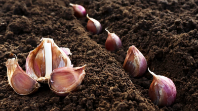 Коли садити часник у листопаді 2025 року: є лише декілька найкращих днів для найкращого врожаю