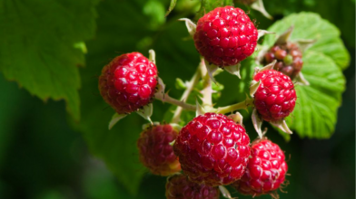 Підживіть цим малину у квітні — і кущі рясно обростуть зав'язями