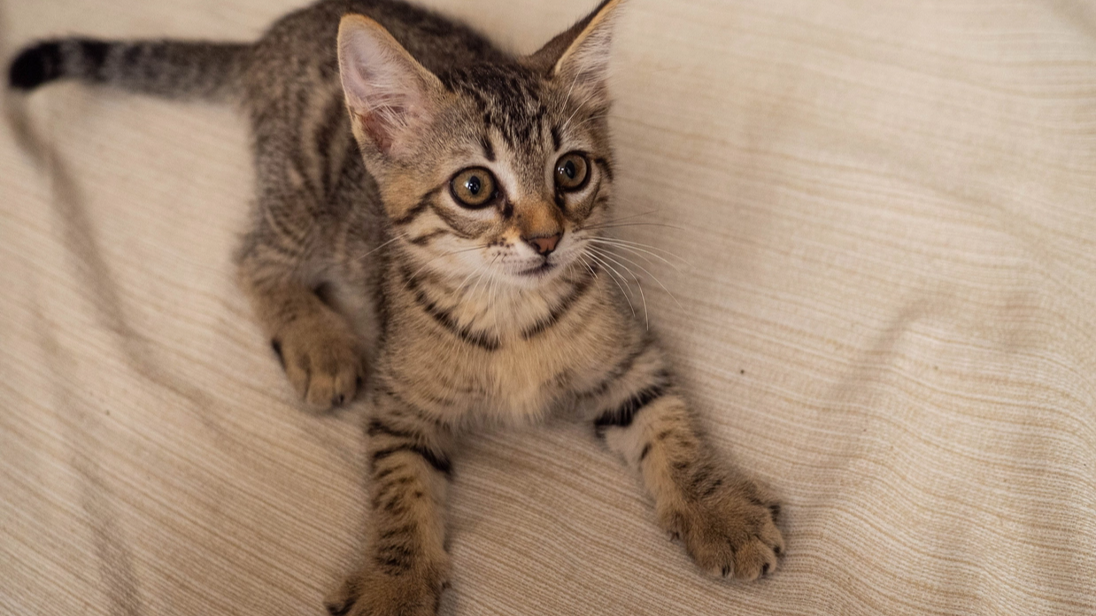 Як довго коти можуть знаходитися самі вдома: фахівці назвали оптимальний час