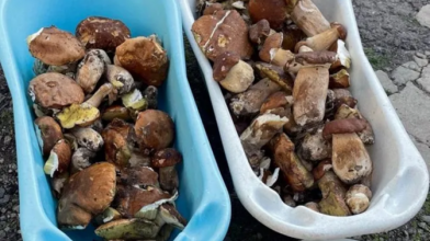 Збирають мішками: на Волині «відкрили» сезон білих грибів