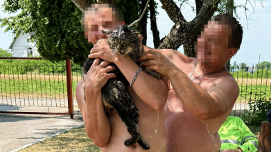 Мили кота під душем: на Волині волонтерка вимагає перевірити психоневрологічний інтернат через жорстоке поводження з твариною