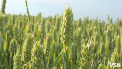 На Волині готуються до весняної посівної: що посіють на майже 600 тисяч гектарах землі