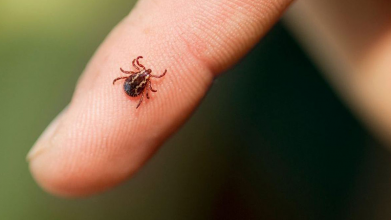 Чи потрібно перевіряти кліща після укусу: відповідь інфекціоністки