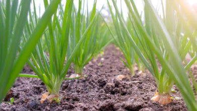 посів цибулі