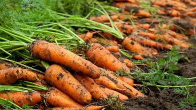 посів моркви