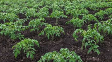 Не заморозки, а спека: що насправді знищує томати і як врятувати врожай вже зараз