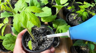 Секрет досвідчених дачників: навіщо поливати розсаду знизу